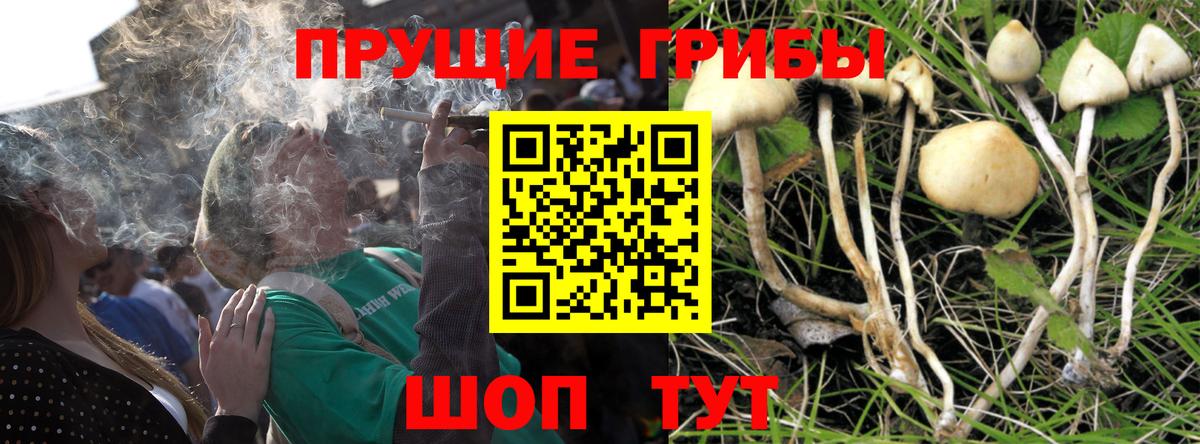 Галлюциногенные грибы Psilocybe Рассказово